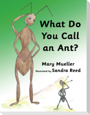 What Do You Call An Ant