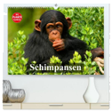 Schimpansen (hochwertiger Premium Wandkalender 2025 DIN A2 quer), Kunstdruck in Hochglanz