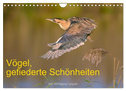 Vögel, Gefiederte Schönheiten (Wandkalender 2024 DIN A4 quer), CALVENDO Monatskalender