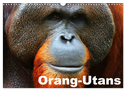 Orang-Utans (Wandkalender 2024 DIN A3 quer), CALVENDO Monatskalender