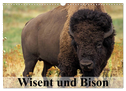 Wisent und Bison (Wandkalender 2024 DIN A3 quer), CALVENDO Monatskalender