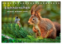 Eichhörnchen - immer wieder süß (Tischkalender 2024 DIN A5 quer), CALVENDO Monatskalender