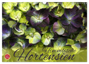 Himmlische Hortensien (Wandkalender 2024 DIN A3 quer), CALVENDO Monatskalender