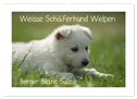 Weisse Schäferhund Welpen - Berger Blanc Suisse (Wandkalender 2024 DIN A2 quer), CALVENDO Monatskalender