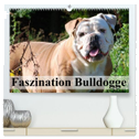 Faszination Bulldogge (hochwertiger Premium Wandkalender 2024 DIN A2 quer), Kunstdruck in Hochglanz