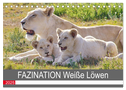 FAZINATION Weiße Löwen (Tischkalender 2025 DIN A5 quer), CALVENDO Monatskalender
