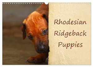 Wyk, Anke van. Rhodesian Ridgeback Puppies (Wall Calendar 2025 DIN A3 landscape), CALVENDO 12 Month Wall Calendar - A monthly calendar with photographs of Rhodesian Ridgeback puppies.. Calvendo, 2024.