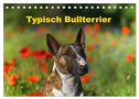 Typisch Bullterrier (Tischkalender 2025 DIN A5 quer), CALVENDO Monatskalender