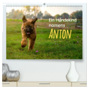 Ein Hundekind namens Anton (hochwertiger Premium Wandkalender 2024 DIN A2 quer), Kunstdruck in Hochglanz