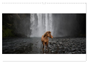 Islandpferde Kalender - Pferde von der Insel aus Feuer und Eis (Wandkalender 2024 DIN A3 quer), CALVENDO Monatskalender