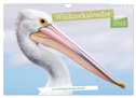 Wildtierkalender (Wandkalender 2025 DIN A4 quer), CALVENDO Monatskalender