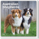 Australian Shepherds 2027 - 16-Monatskalender