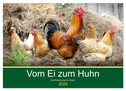 Vom Ei zum Huhn. Die Entwicklung von Küken (Wandkalender 2024 DIN A2 quer), CALVENDO Monatskalender