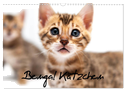 Bengal Kätzchen (Wandkalender 2025 DIN A3 quer), CALVENDO Monatskalender