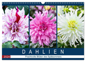 Dahlien - Prachtvolle Blüten des Spätsommers (Wandkalender 2024 DIN A3 quer), CALVENDO Monatskalender