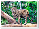 Pantanal: Faszinierende Tiere hautnah (Wandkalender 2025 DIN A4 quer), CALVENDO Monatskalender