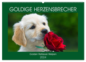 Goldige Herzensbrecher - Golden Retriever Welpen (Wandkalender 2024 DIN A2 quer), CALVENDO Monatskalender