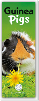 Guniea Pigs - Meerschweinchen 2027 - Slimline-Kalender
