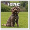 Cockapoos - Cockapoo 2027 - 16-Monatskalender