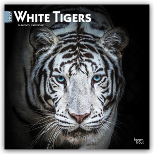 Publishers, Browntrout. White Tigers - Weiße Tiger 2027 - 16-Monatskalender - Original BrownTrout-Kalender [Mehrsprachig] [Kalender]. Browntrout Verlags GmbH, 2026.
