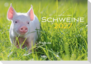 Schweine Kalender 2027