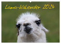 Lama-Kalender 2024 (Wandkalender 2024 DIN A2 quer), CALVENDO Monatskalender