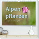 Alpenpflanzen fotografiert von HerzogPictures (Premium, hochwertiger DIN A2 Wandkalender 2023, Kunstdruck in Hochglanz)
