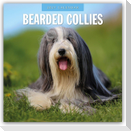 Bearded Collies - Bearded Collie 2027 - 16-Monatskalender