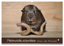 Meerschweinchen - Kleine süße Fellnasen (Wandkalender 2024 DIN A2 quer), CALVENDO Monatskalender