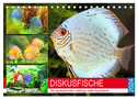 Diskusfische. Die bezaubernden Lieblinge vieler Aquarianer (Tischkalender 2024 DIN A5 quer), CALVENDO Monatskalender