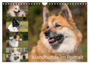 Islandhunde im Portrait (Wandkalender 2025 DIN A4 quer), CALVENDO Monatskalender