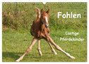 Fohlen - Lustige Pferdekinder (Wandkalender 2024 DIN A3 quer), CALVENDO Monatskalender