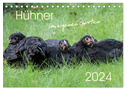 Hühner im eigenen Garten (Tischkalender 2024 DIN A5 quer), CALVENDO Monatskalender