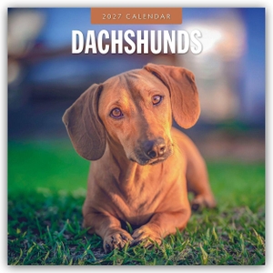 Red, Robin. Dachshunds - Dackel - Dachshunde 2027 - 16-Monatskalender - Original Red Robin Publishing Ltd-Kalender [Mehrsprachig] [Kalender]. Browntrout Verlags GmbH, 2026.