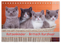Katzenkinder Britisch Kurzhaar (Tischkalender 2024 DIN A5 quer), CALVENDO Monatskalender