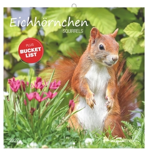 Neumann Verlage GmbH & Co KG (Hrsg.). Eichhörnchen 2027 - Wandkalender 30x30 cm (30x60 cm geöffnet) mit Notizkalendarium, 12 naturverbundenen Tiermotiven und Bucket-List. ALPHA EDITION GmbH, 2026.