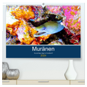 Muränen - Kurzsichtige Jäger im Korallenriff (hochwertiger Premium Wandkalender 2024 DIN A2 quer), Kunstdruck in Hochglanz