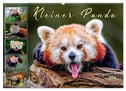 Kleiner Panda (Wandkalender 2024 DIN A2 quer), CALVENDO Monatskalender
