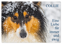 Collies - Eine Liebe für immer und ewig (Wandkalender 2024 DIN A3 quer), CALVENDO Monatskalender