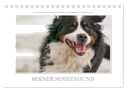 Emotionale Momente: Berner Sennenhund. (Tischkalender 2024 DIN A5 quer), CALVENDO Monatskalender