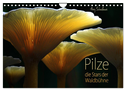 Pilze - die Stars der Waldbühne (Wandkalender 2024 DIN A4 quer), CALVENDO Monatskalender