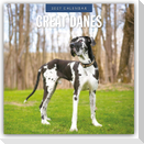 Great Danes - Deutsche Dogge 2027 - 16-Monatskalender