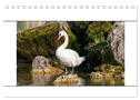 Vögel am Wasser entdecken (Tischkalender 2025 DIN A5 quer), CALVENDO Monatskalender
