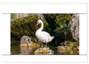 Vögel am Wasser entdecken (Wandkalender 2024 DIN A3 quer), CALVENDO Monatskalender