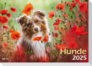 Hunde 2025 Bildkalender A3 quer - Natalie Große