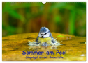 Sommer am Pool - Singvögel an der Badestelle (Wandkalender 2024 DIN A3 quer), CALVENDO Monatskalender