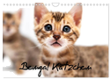 Bengal Kätzchen (Wandkalender 2024 DIN A4 quer), CALVENDO Monatskalender