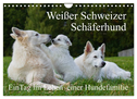 Weißer Schweizer Schäferhund - Ein Tag im Leben einer Hundefamilie (Wandkalender 2024 DIN A4 quer), CALVENDO Monatskalender