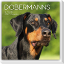 Dobermans - Dobermann 2027 - 16-Monatskalender