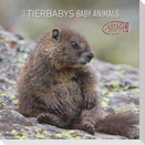 Tierbabys 2025 - Broschürenkalender 30x30 cm (30x60 geöffnet) - Kalender mit Platz für Notizen - Baby Animals - Bildkalender - Wandplaner - Alpha Edition